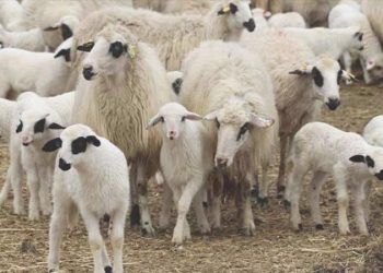 Van’da uçurumdan düşen 117 küçükbaş hayvan öldü