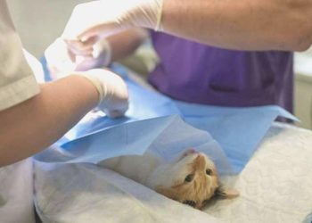 ‘Veteriner tabipler Sıhhatte Şiddet Yasas kapsamı dışında tutulmamalı’