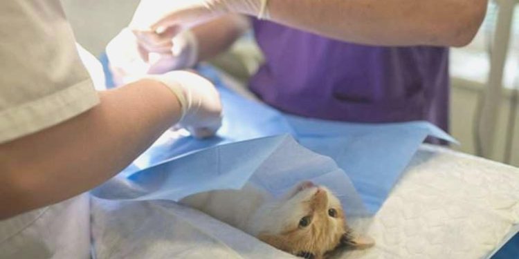 ‘Veteriner tabipler Sıhhatte Şiddet Yasas kapsamı dışında tutulmamalı’