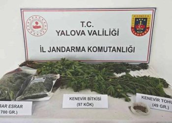 Yalova’da kenevir yetiştirilen villaya operasyon: 1 tutuklama