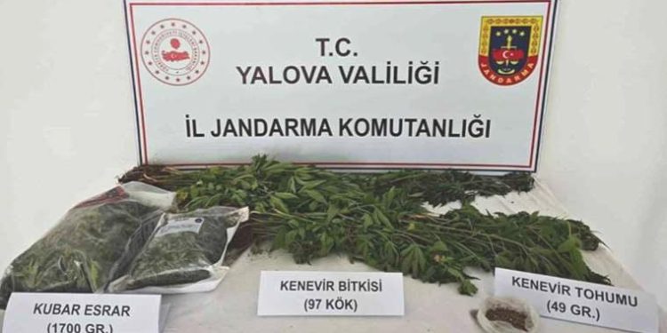Yalova’da kenevir yetiştirilen villaya operasyon: 1 tutuklama