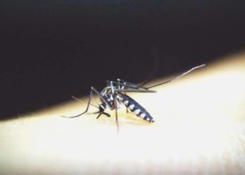 Yeni keşfedilen bakteri tipi sıtmanın bulaşmasını engelleyebilir