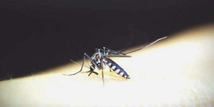 Yeni keşfedilen bakteri tipi sıtmanın bulaşmasını engelleyebilir