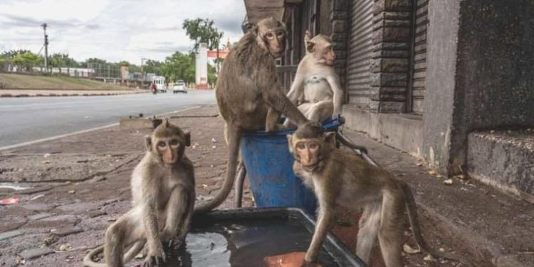 Yol kenarında tuvaletini yapan adama maymun sürüsü saldırdı