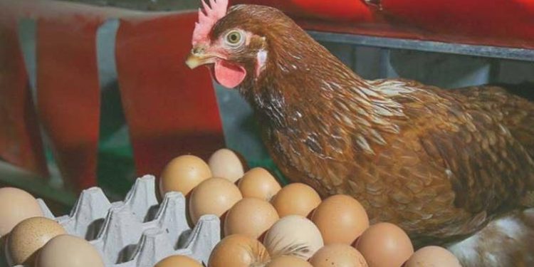 Yumurtada yeni tehlike: Nitrofuran!