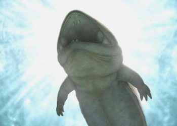 Avustralya’da yeni bir amfibi çeşidi keşfedildi