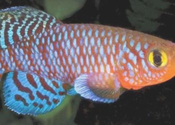 Balık hafızasından yola çıkarak bunamaya karşı tedavi geliştiriliyor