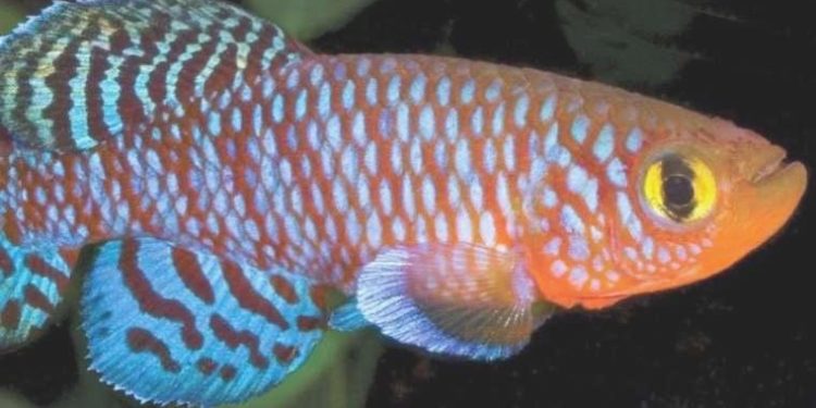 Balık hafızasından yola çıkarak bunamaya karşı tedavi geliştiriliyor