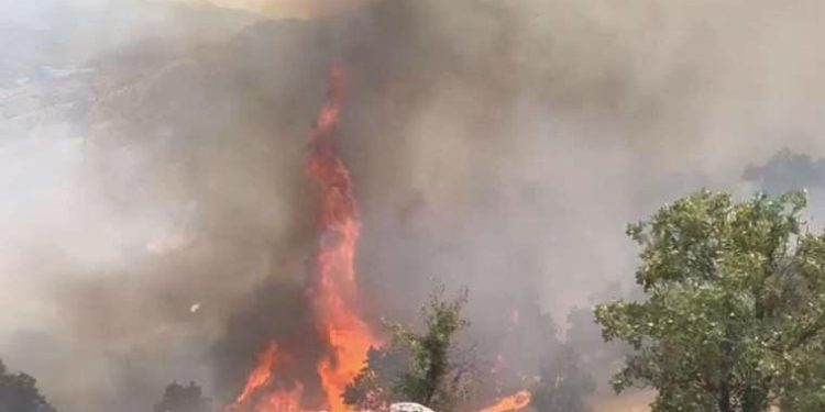 Bingöl’deki orman yangınında ikinci gün!