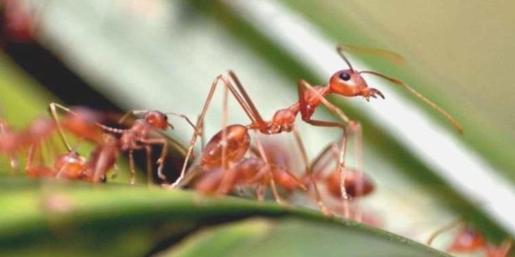 Birtakım beşerler karınca kokusu alırken kimileri neden alamıyor?