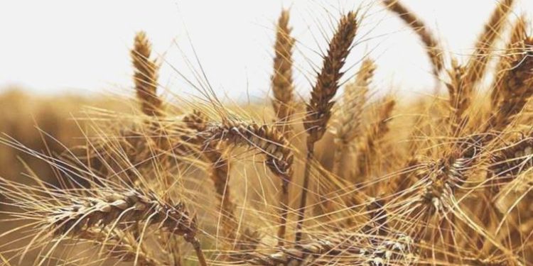 Buğday fiyatları Karadeniz arzına yönelik yeni telaşlarla yükseldi