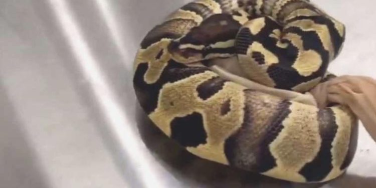 Cebinden 14 adet ‘canlı yılan’ çıktı