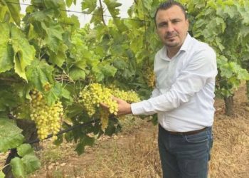 CHP’li Başevirgen: Kuru üzümün taban fiyatı 65 lira olmalı