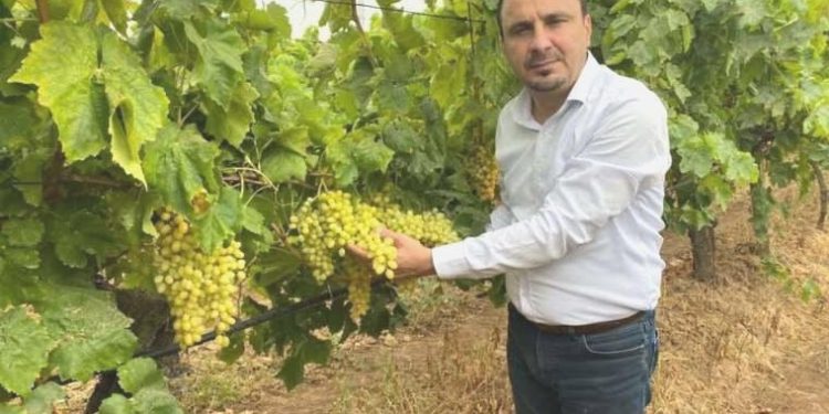 CHP’li Başevirgen: Kuru üzümün taban fiyatı 65 lira olmalı