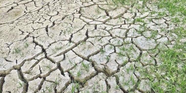 DSÖ’den iklim değişikliğine karşı ‘acil hareket ve bahadır taahhüt’ daveti