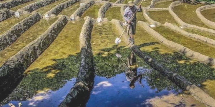 Fitch Ratings: Pirinç fiyatları daha da artacak