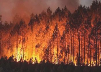Fransa’da çıkan yangında 700 stadyumdan fazla alan küle döndü