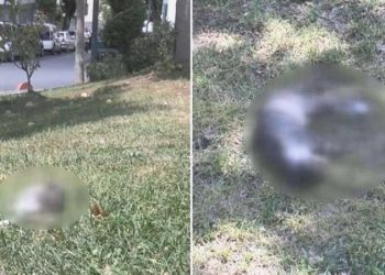 Hayvanlara şiddet devam ediyor: Parkta yavru kedilerin zehirlendiği savı