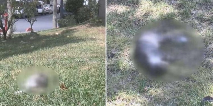 Hayvanlara şiddet devam ediyor: Parkta yavru kedilerin zehirlendiği tezi