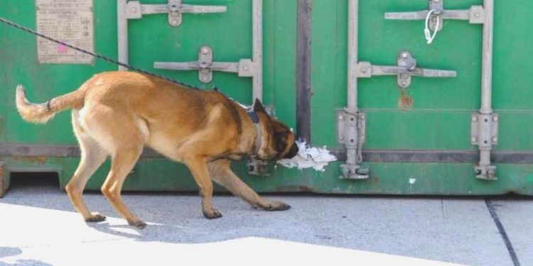 Hollanda tarihinin en büyük uyuşturucu operasyonunda 600 milyon Euro’luk kokain ele geçirildi