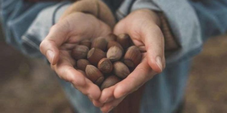 İktidarın günler sonra açıkladığı fiyat beklentileri karşılamaktan çok uzak: Fındık kısımda kalacak