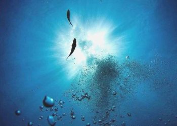 İnsan gibisi azı dişlerine sahip yeni köpek balığı çeşitleri keşfedildi