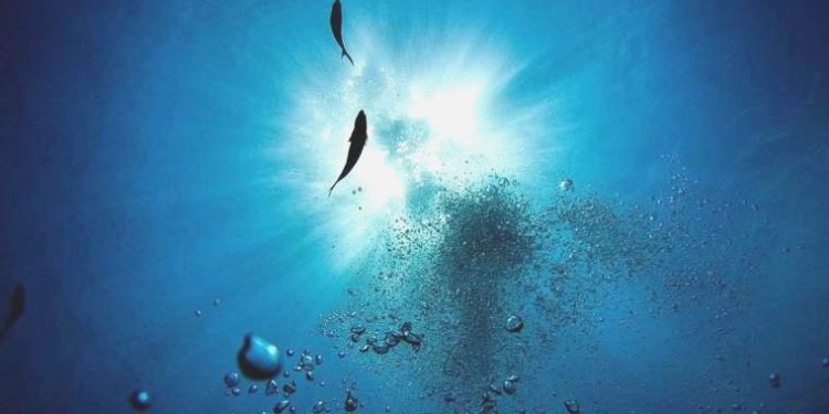 İnsan gibisi azı dişlerine sahip yeni köpek balığı çeşitleri keşfedildi