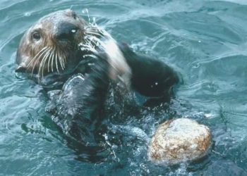 Irmakta su samuru taarruzunda üç bayan yaralandı