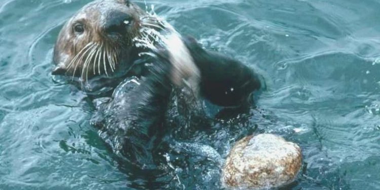 Irmakta su samuru taarruzunda üç bayan yaralandı