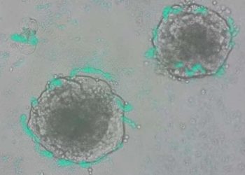 Kanser hücrelerini tespit etmek için bakteriler geliştirildi