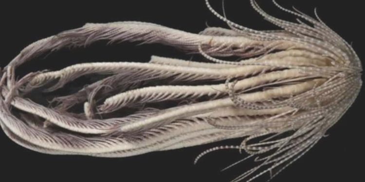 Keşfedilen 20 kollu yaratığa meyve ismi verildi