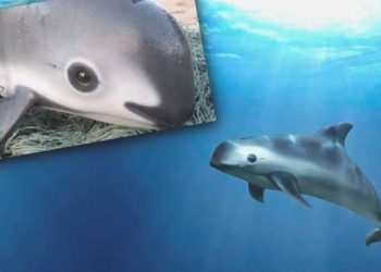 Körfez muturunun soyu tükeniyor: Sırf 10 tane kaldı