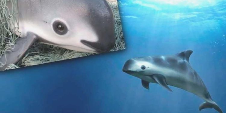 Körfez muturunun soyu tükeniyor: Sırf 10 tane kaldı