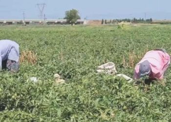 Mevsimlik tarım emekçisi isyan etti: ‘İçtiğimiz suyu hayvana verseniz içmez’