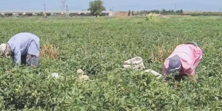 Mevsimlik tarım emekçisi isyan etti: ‘İçtiğimiz suyu hayvana verseniz içmez’