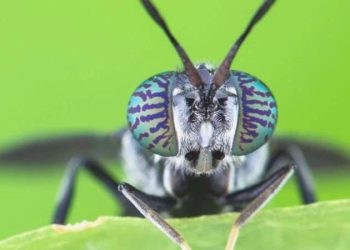 Meyyit sinekler, biyolojik olarak parçalanabilen plastik imalinde kullanılabilir