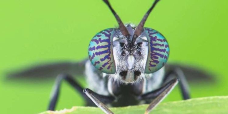 Meyyit sinekler, biyolojik olarak parçalanabilen plastik imalinde kullanılabilir