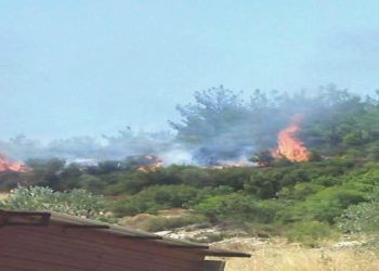 Muğla’da orman yangını