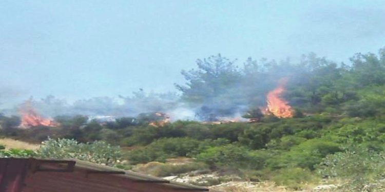 Muğla’da orman yangını