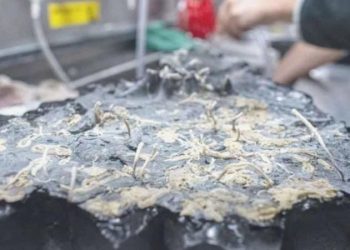 Pasifik’in derinliklerinde gizlenen ekosistem keşfedildi