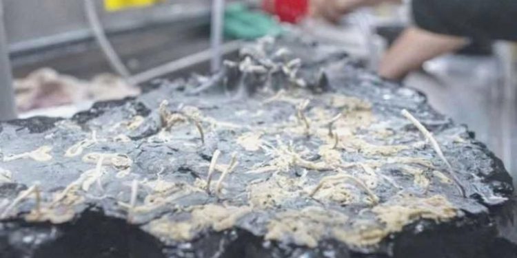 Pasifik’in derinliklerinde gizlenen ekosistem keşfedildi