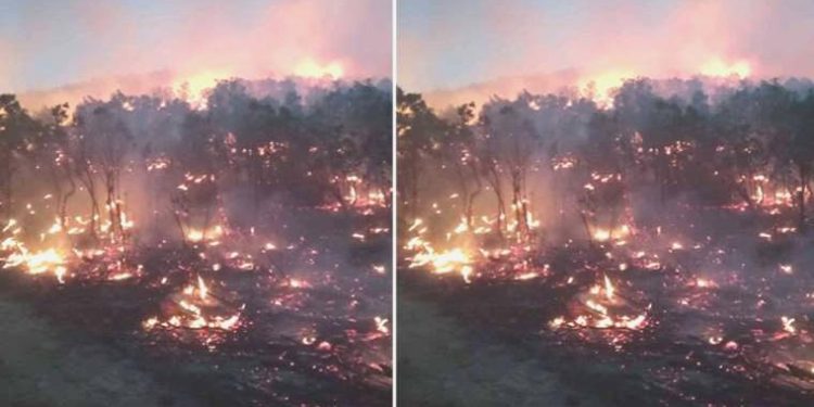 Siirt’te orman yangını: Birçok vilayetten takviye istendi