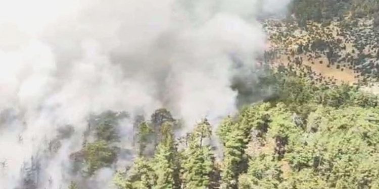 Son Dakika: Antalya’da orman yangını