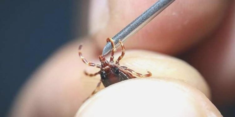 Tabiatta bulunurken kene popülâsyonuna dikkat!