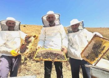 Tescilli ‘geven balı’nda hasat vakti