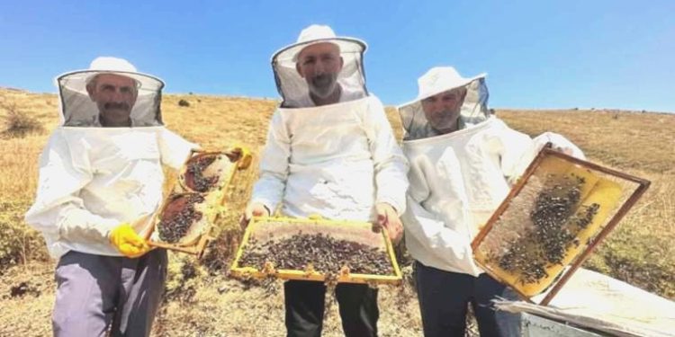 Tescilli ‘geven balı’nda hasat vakti