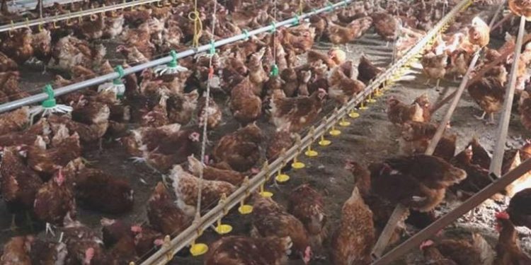 TÜİK açıkladı: Tavuk eti ve süt üretiminde azalma