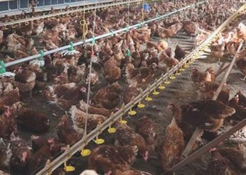 TÜİK açıkladı: Tavuk eti ve süt üretiminde azalma