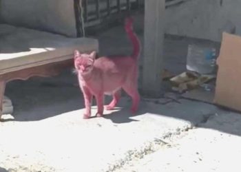 Yer Esenyurt… Kediyi pembeye boyayıp sokağa saldılar!