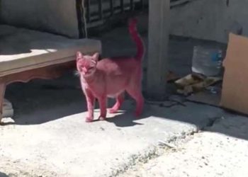 Yer Esenyurt… Kediyi pembeye boyayıp sokağa saldılar!
